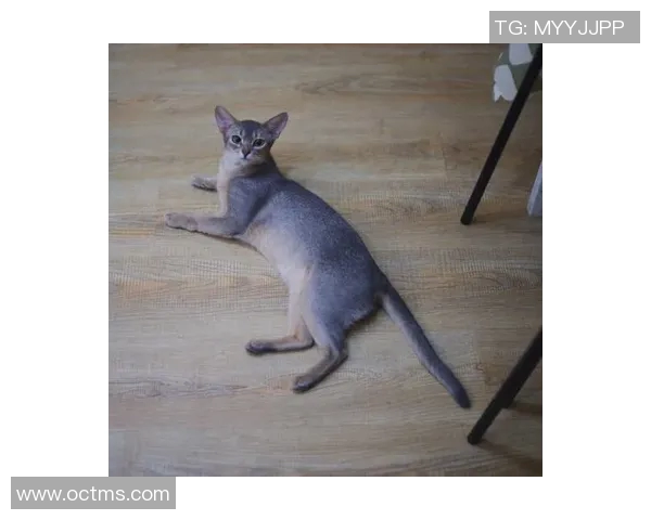 比赛蓝猫-蓝猫比赛的精彩瞬间-比赛蓝猫