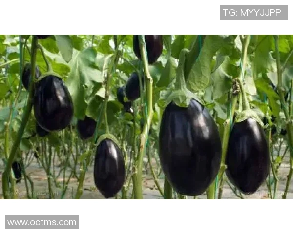 毛毛鸭比赛-毛毛鸭大赛，活力四溢的比赛-毛毛鸭比赛